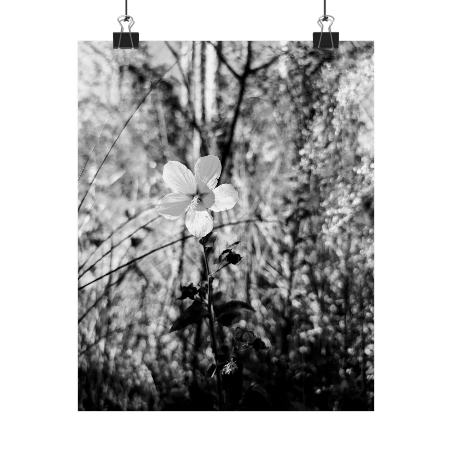 Black and White floral print