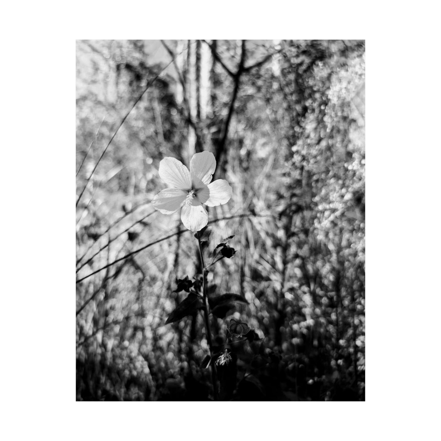 Black and White floral print