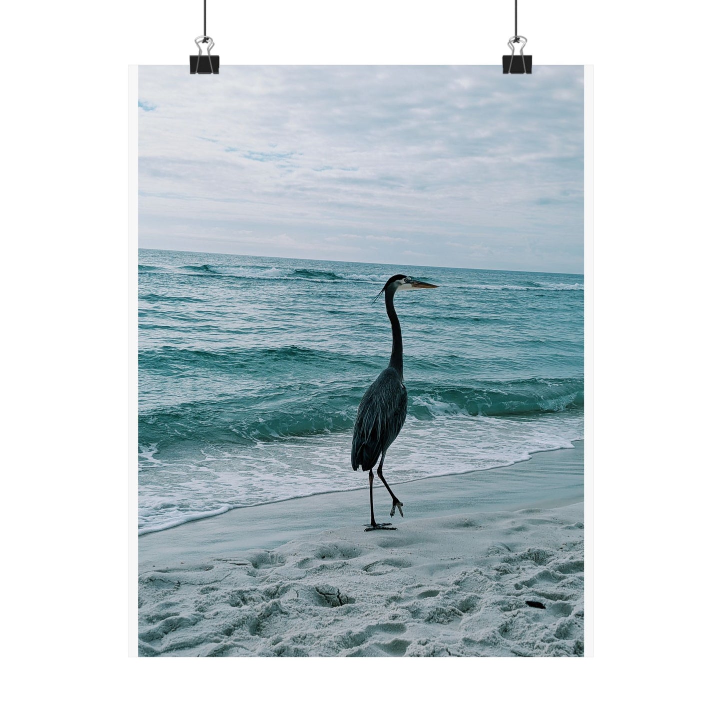 Grey Heron