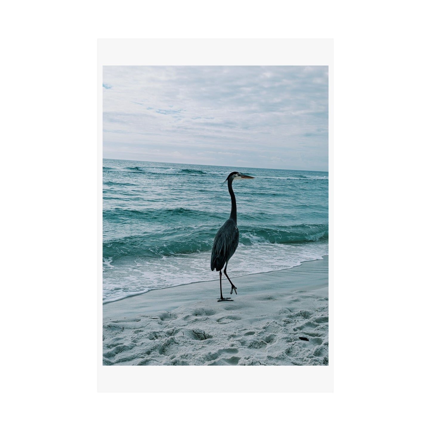 Grey Heron