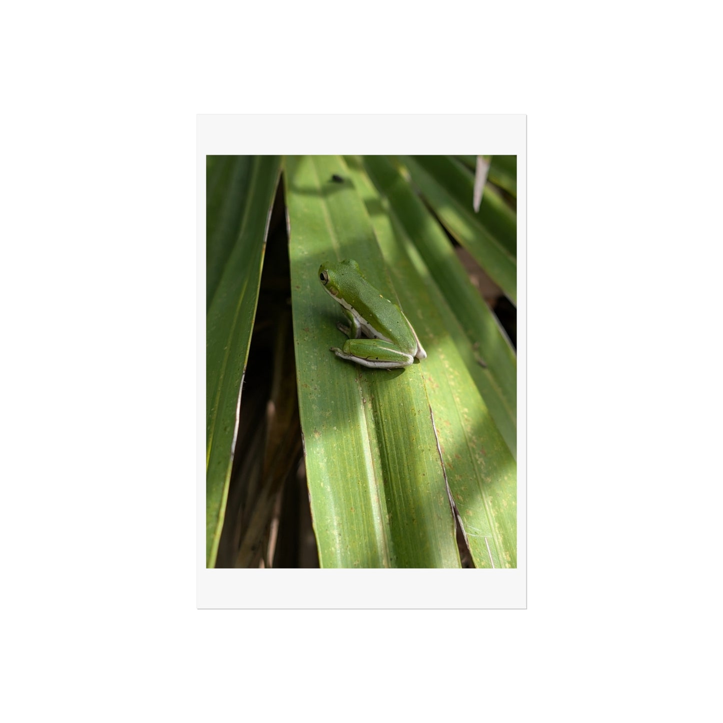 Florida green tree frog matte print