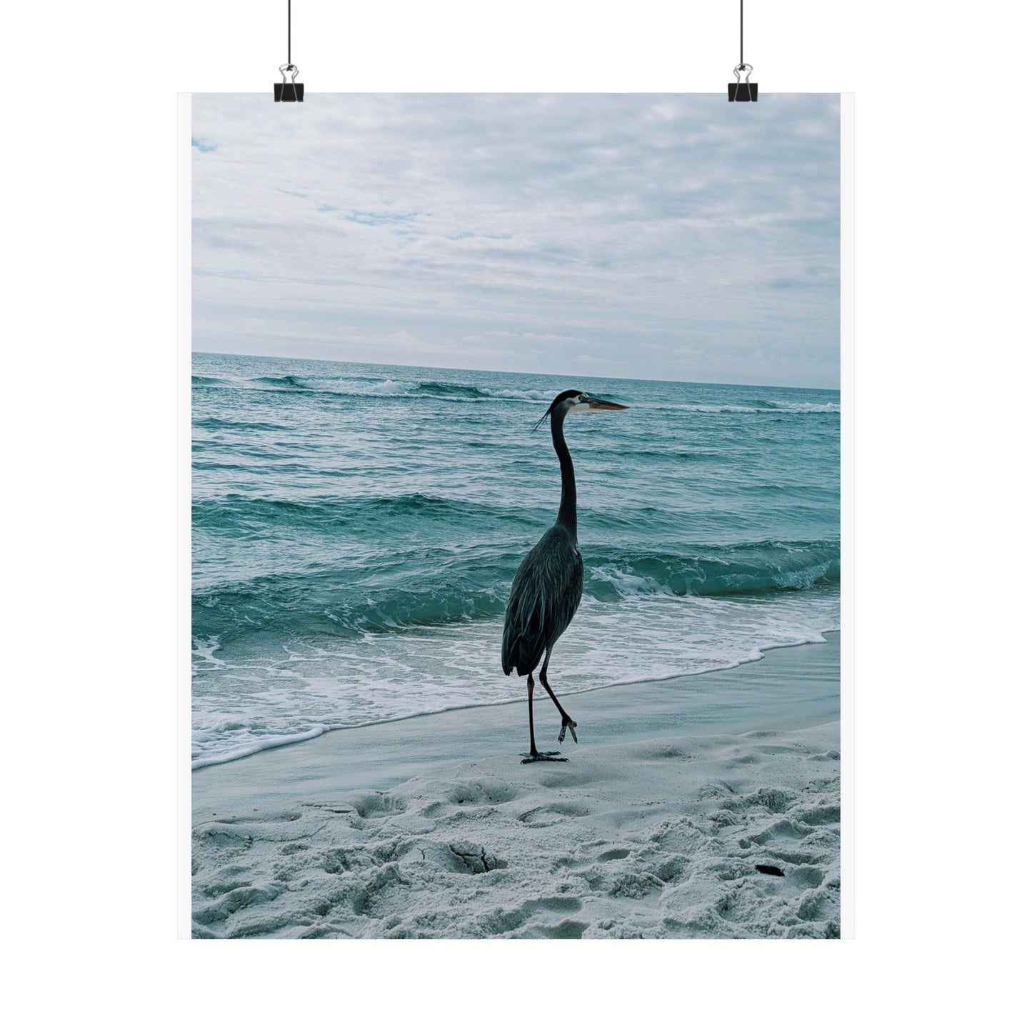 Grey Heron
