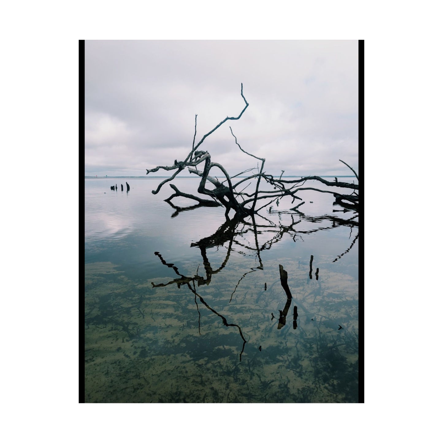 Skeleton branches