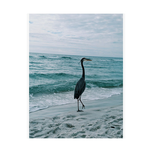 Grey Heron