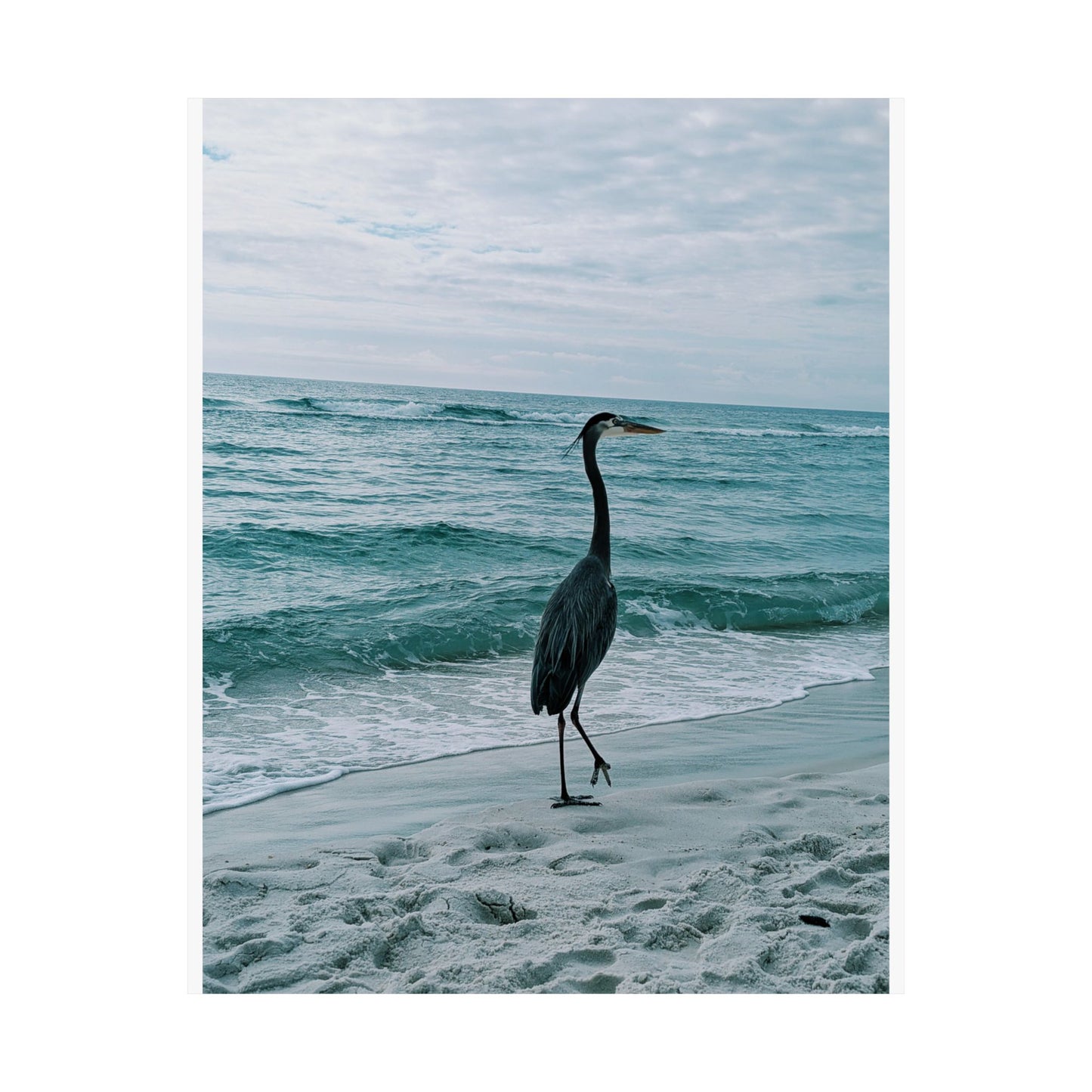 Grey Heron
