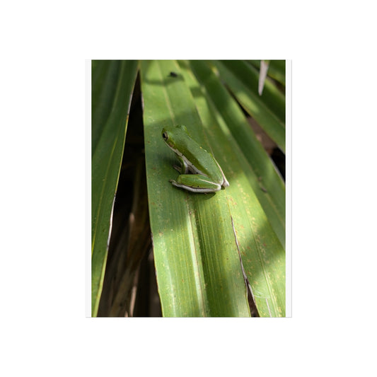 Florida green tree frog matte print