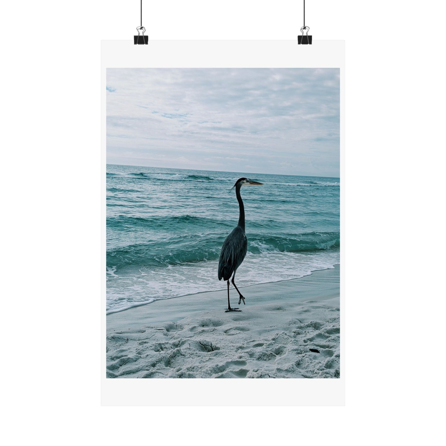 Grey Heron