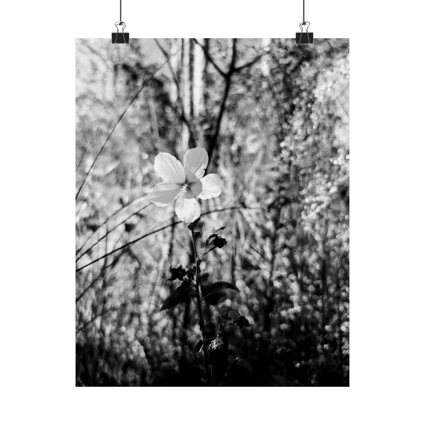 Black and White floral print