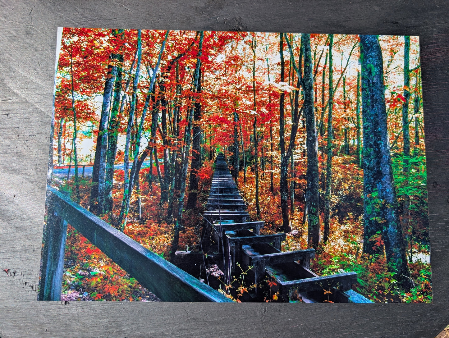 Fall Landscape print. Scenery forest. Photography. 11x14 gloss photography print #15