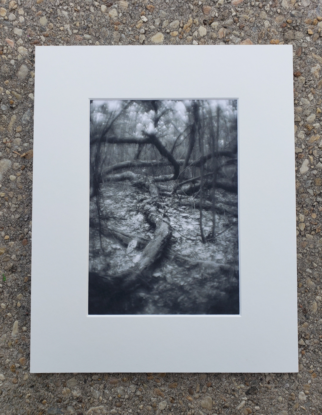 Black and white photography. Dark. Scenery.  Mysterious. Forest. Print. 5x7, 8x10 matte "Stranger Tree" #6