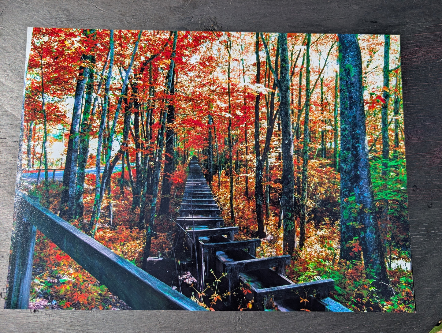 Fall Landscape print. Scenery forest. Photography. 11x14 gloss photography print #15