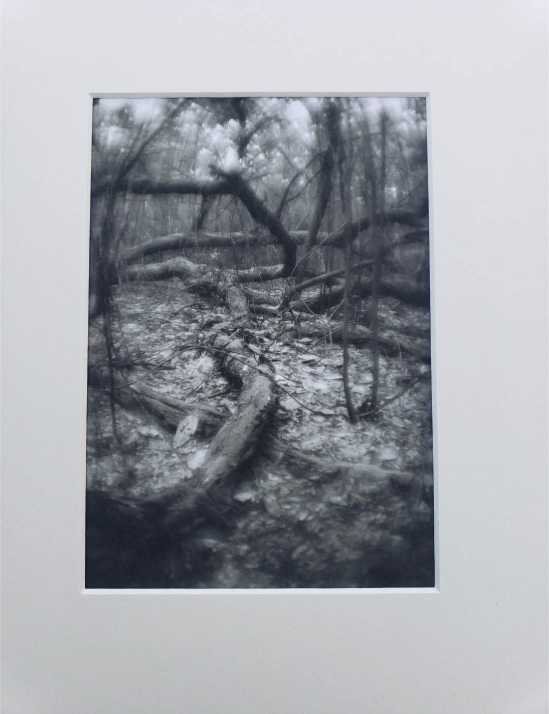 Black and white photography. Dark. Scenery.  Mysterious. Forest. Print. 5x7, 8x10 matte "Stranger Tree" #6