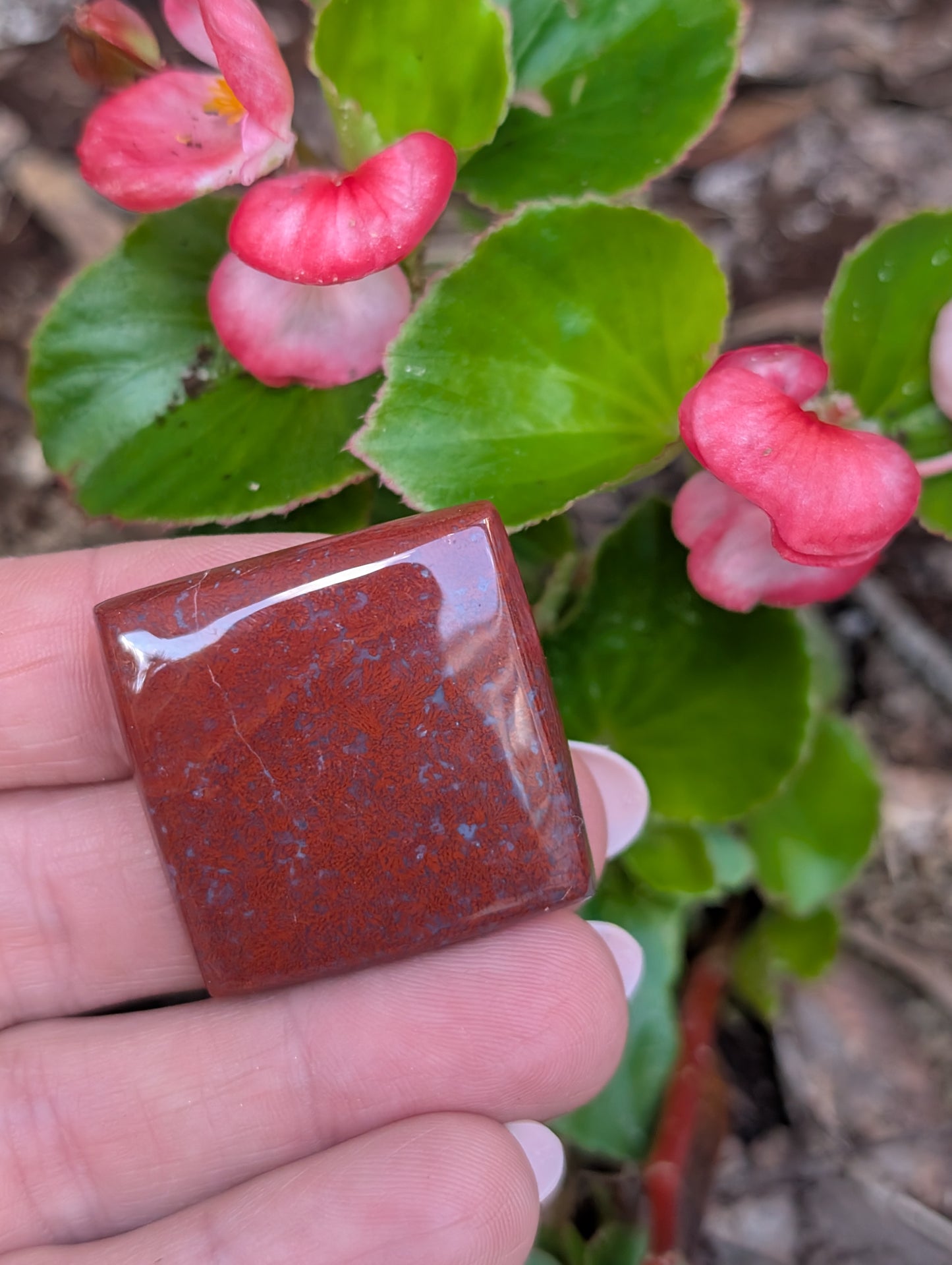 Plume agate cabochon. Square. Red 30mm
