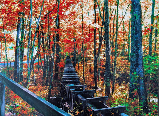 Fall Landscape print. Scenery forest. Photography. 11x14 gloss photography print #15