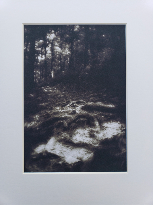 Black and white photography. Dark. Scenery.  Mysterious. Forest. Print. 5x7, 8x10 matte "Trail to paradise" #7